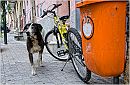 foto 18- Toro
